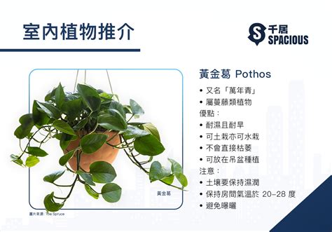 在家種植物|【室內種植入門】9大超易打理+慳位室內植物！常綠+開花類推介。